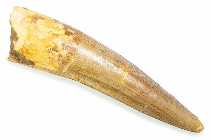 Fossil Spinosaurus Tooth - Real Fossil Tooth #372885